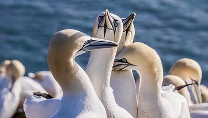 九游官网主页-韩国K联赛本轮焦点战：全北迎战蔚山，韩国k联赛冠军