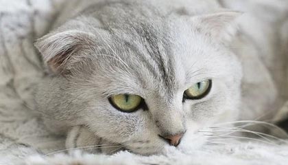 九游娱乐-阿贾克斯客场大胜埃因霍温晋级荷甲领先，阿贾克斯vs埃因霍温动画直播