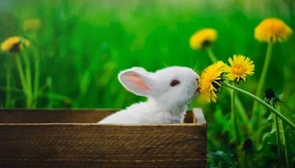 九游用户空间-纵横球场：全球篮球精英争夺夺冠宝座，《纵横篮坛》